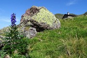 PONTERANICA CENTRALE (2372 m) in solitaria dai Piani dell'Avaro per i Laghetti di Ponteranica il 31 luglio 2017 - FOTOGALLERY